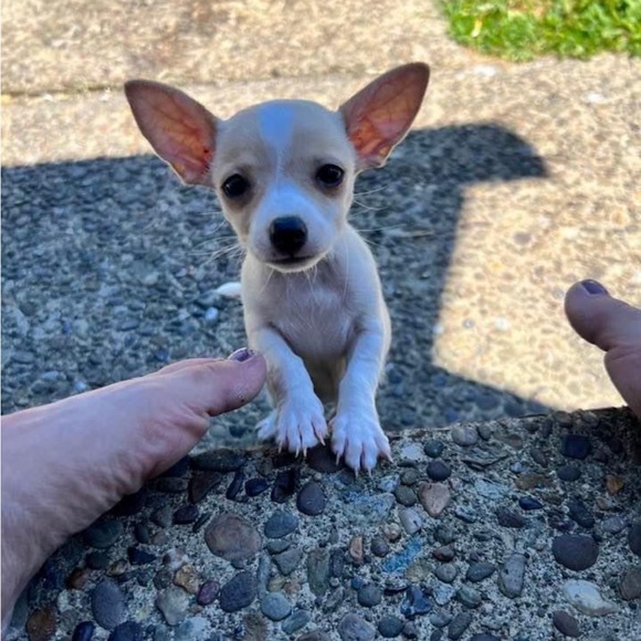 Meet your Posher, Cheryl - Picture 5 of 8